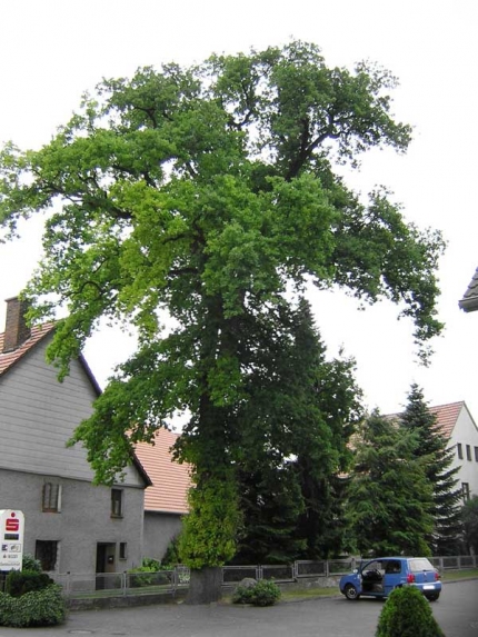 Bild 1 von Eiche an der Kirchstraße Nr. 19